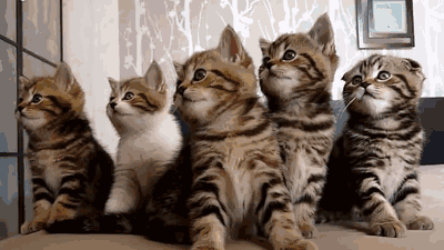 1470190450452029.gif 0 (3).gif